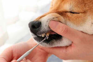 Як очистити собаку зубів? Як очистити собаку зубів?